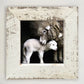 Framed Art 8in - Newborn Sheep