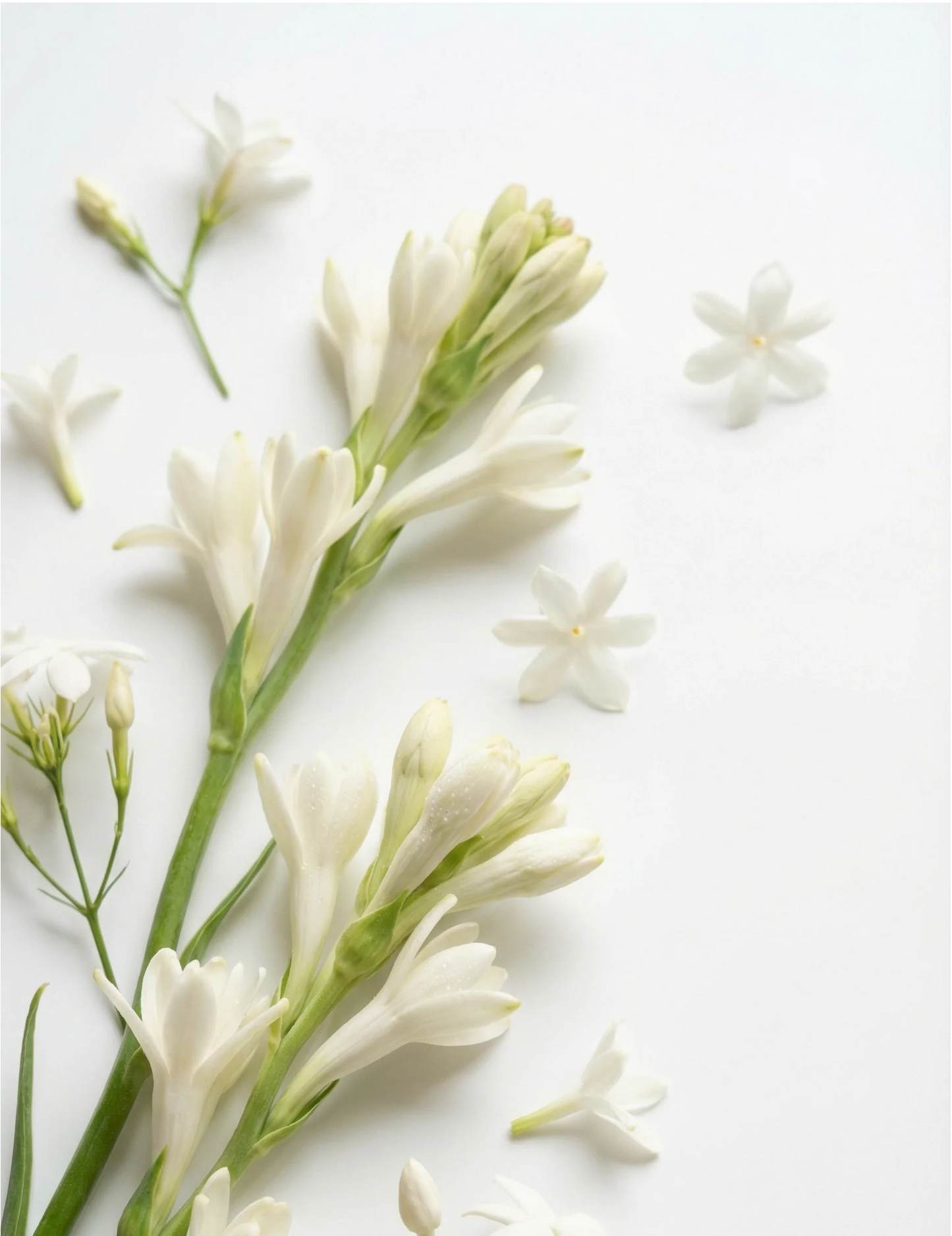 Perfume Oil - Moonflower
