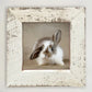 Framed Art 8in - Baby Bunny