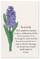 Cardthartic - Hyacinth