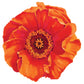 Screen Saver Magnets - Poppy