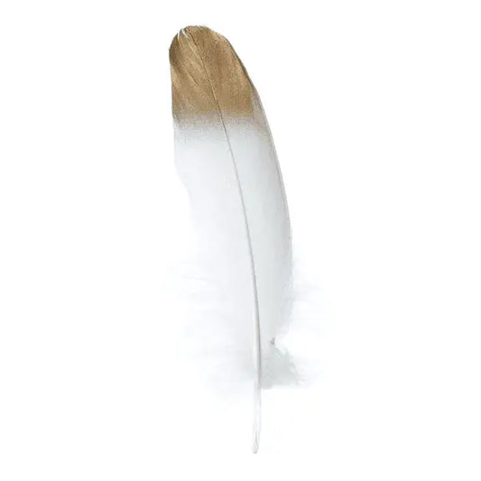 White Feather With Gold Tip - Metaphysical Sage Accessory