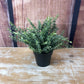 Decorative Grass in a Pot - Style 2
