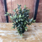Decorative Grass in a Pot - Style 6