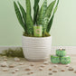 Seeking Balance Candle - "Revitalize" Coriander Sage