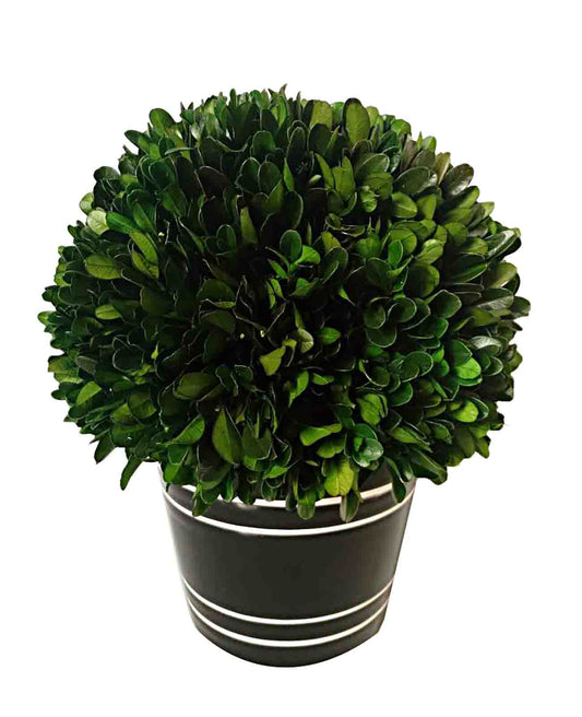 Boxwood Ball W Black Pot