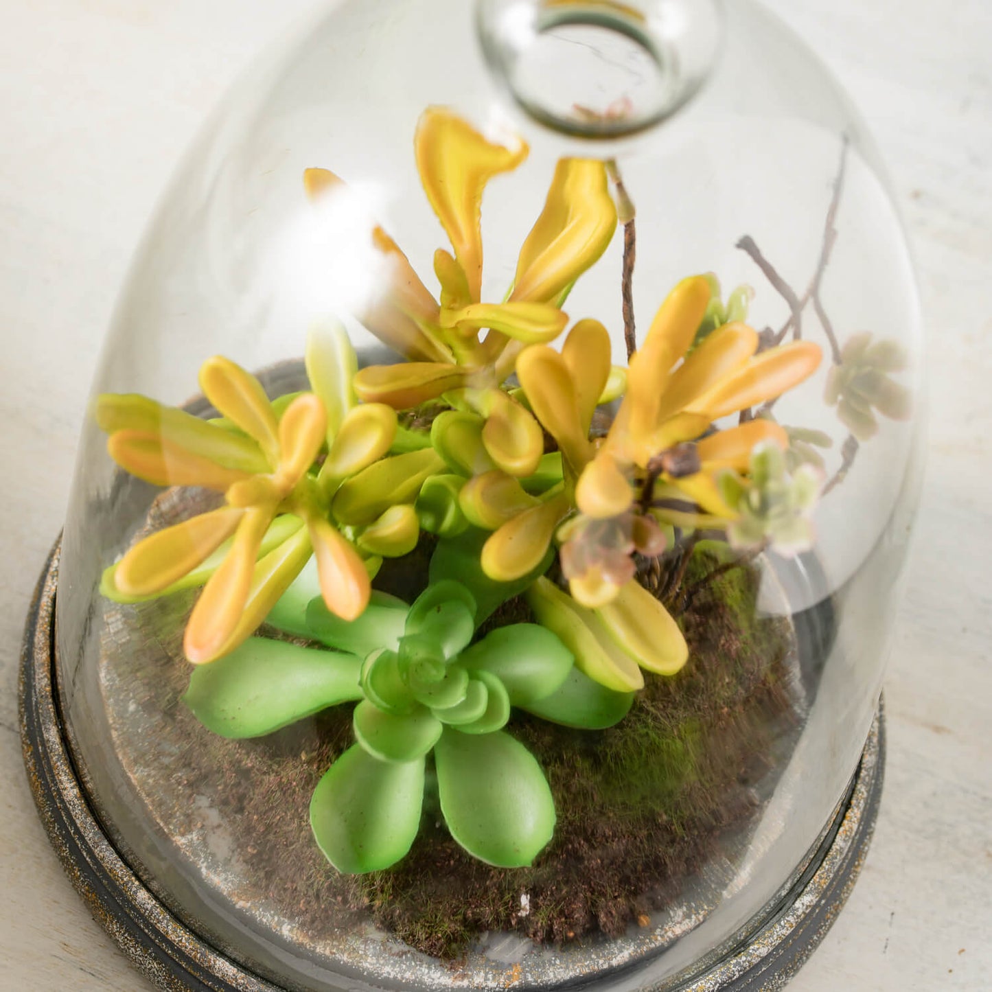 Succulent in Glass 9.5''