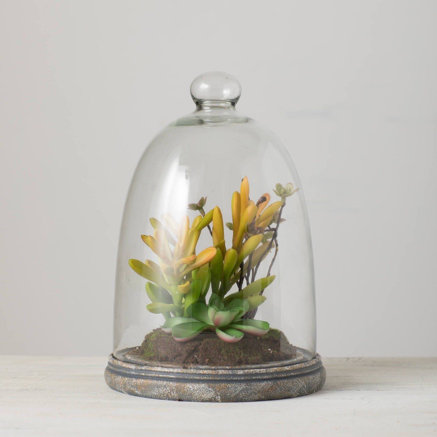 Succulent in Glass 9.5''