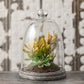 Succulent in Glass 9.5''