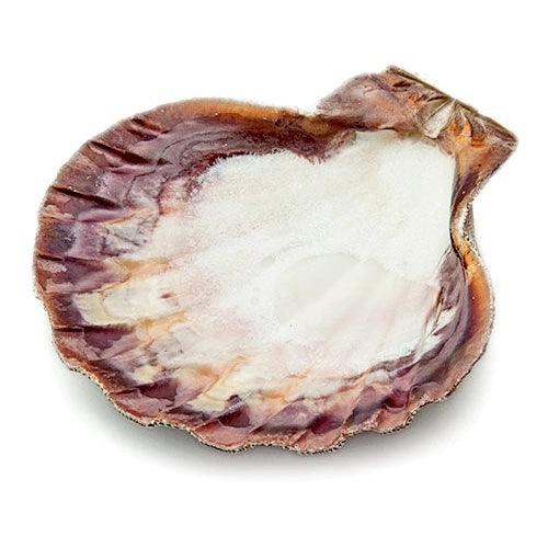 Lions Paw Shell - Herb Catcher