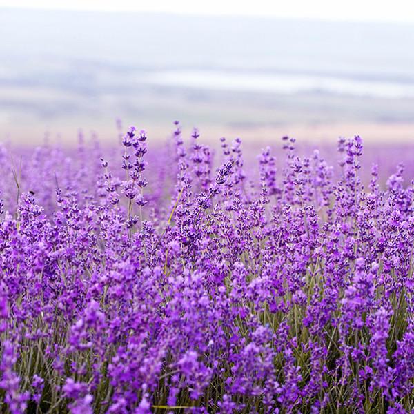 Pre De Provence Soap - Lavender