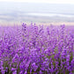 Pre De Provence Soap - Lavender